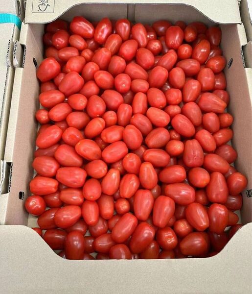 79.新鮮ミニトマトコンパクト箱込み1kg常温発送