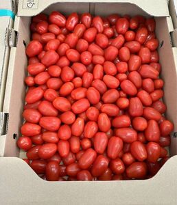 742.新鮮ミニトマトコンパクト箱込み1kg常温発送