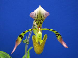 Paph.haynaldianum大株