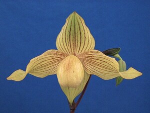 Paph.Dollgoldiiつぼみ付