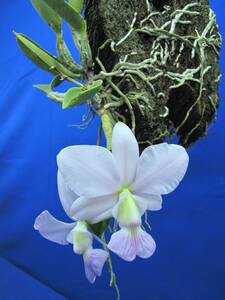 C.walkeriana coelurea`Mt.Azul'へゴ付大株