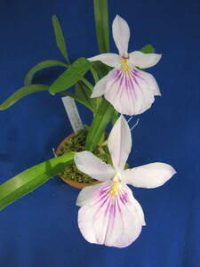 Milt.spectabilis Pink