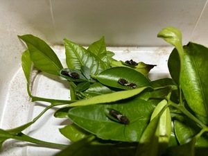 アゲハ蝶　幼虫（卵・蛹）　ナミアゲハかクロアゲハ　子供の自由研究用　4匹