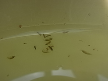 ヨコエビ　餌用　水槽のお掃除用　50匹　2～5ミリサイズ_画像2