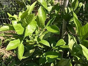  mandarin orange *.. group leaf 50 sheets bait for age bee .u. larva less pesticide 