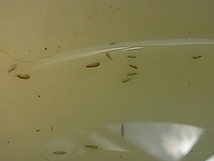 ヨコエビ　餌用　水槽のお掃除用　50匹　2～5ミリサイズ_画像1