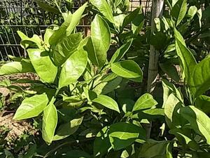 みかん・柑橘系の葉　100枚　餌用　アゲハチョウの幼虫の餌用に　無農薬 送料無料