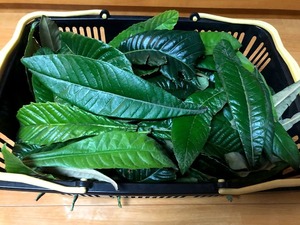  loquat. raw leaf ... leaf 30 sheets less pesticide biwa. leaf tea biwa extract loquat. leaf bath free shipping 