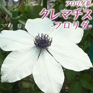 クレマチス　フロリダ　花の苗