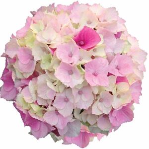 紫陽花　ピンク　マーブルソーダ　花の苗　アジサイ　ハイドランジア