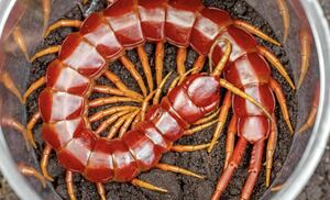 ゴートキラーセンチピード Scolopendra sp.Hispaniola Giant(Goat killer!) 全長20cm程 ムカデタランチュラサソリカマキリマンティスサソリ