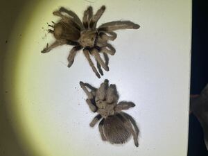 【ペア】アリゾナブロンドタランチュラ 体長6cm程 画像個体配送 ムカデセンチピードサソリヤスデミリピードカマキリマンティス奇虫奇蟲