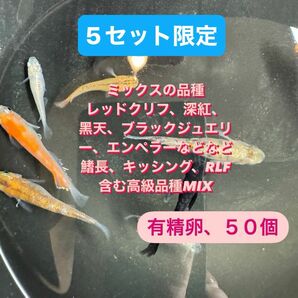 ミックスメダカ　メダカ　卵　有精卵