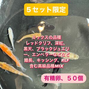 ミックスメダカ　メダカ　卵　有精卵