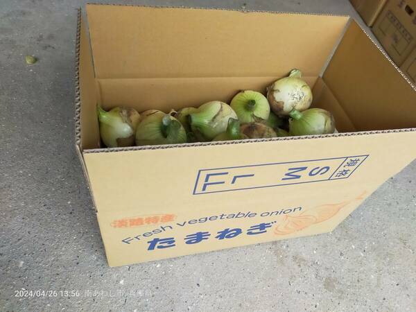 淡路島ブランド玉ねぎ　新玉（南あわじ市産）１０ＫＧ（Ｌ玉サイズ）