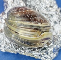 蛤 YMRS−24-0506-1 変形 珍品 48.5mm　　江戸前　ハマグリ　貝殻　標本　材料_画像2