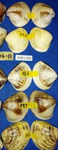 蛤 YMRS−24-0506-11　55mm×10個 綺麗な模様　　江戸前　ハマグリ　貝殻　標本　材料_画像9