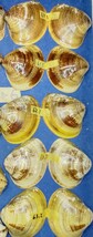 蛤 YMRS−24-0513-6　60mm×10個 　　江戸前　ハマグリ　貝殻　標本　材料_画像9
