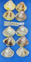 蛤 YMRS−24-0506-10　55mm×10個 綺麗な模様　　江戸前　ハマグリ　貝殻　標本　材料_画像1