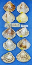 蛤 YMRS−24-0506-11　55mm×10個 綺麗な模様　　江戸前　ハマグリ　貝殻　標本　材料_画像1