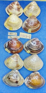 蛤 YMRS−24-0513-1　60mm×10個 　　江戸前　ハマグリ　貝殻　標本　材料