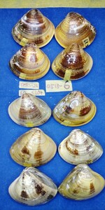 蛤 YMRS−24-0513-6　60mm×10個 　　江戸前　ハマグリ　貝殻　標本　材料
