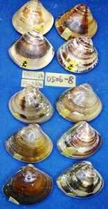 蛤 YMRS−24-0506-8　55mm×10個　　江戸前　ハマグリ　貝殻　標本　材料