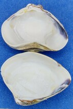 蛤 YMRS−24-0506-1 変形 珍品 48.5mm　　江戸前　ハマグリ　貝殻　標本　材料_画像6