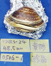 蛤 YMRS−24-0506-1 変形 珍品 48.5mm　　江戸前　ハマグリ　貝殻　標本　材料_画像1