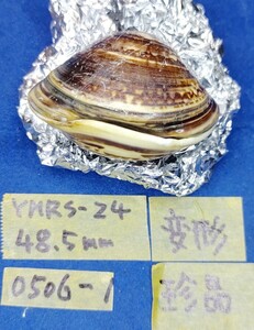 蛤 YMRS−24-0506-1 変形 珍品 48.5mm　　江戸前　ハマグリ　貝殻　標本　材料