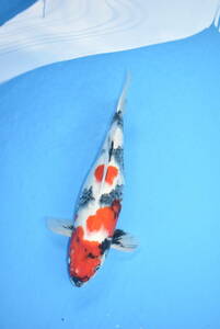 1-12 Yamamoto . рыба место .. прямая поставка Showa три цвет 50cm