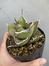 アガベ オテロイ 実生 検) チタノタ オアハカ Agave oteroi titanota_画像3