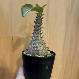 パキポディウム ウィンゾリー 塊根植物 バロニー 