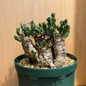 Euphorbia clavigera 大株 ユーフォルビア　クラビゲラ　塊根　怪奇植物　ビザールプランツ