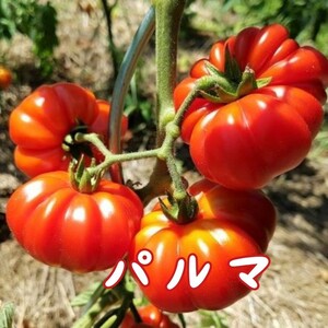 イタリアントマト・パルマの種子 6粒 PARMA 固定種 中玉から大玉の間くらいの大きさ！ かぼちゃのような形のトマト！ 中玉トマト