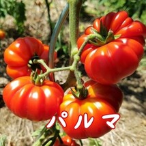 イタリアントマト・パルマの種子 6粒 PARMA 固定種 中玉から大玉の間くらいの大きさ！ かぼちゃのような形のトマト！ 中玉トマト_画像1