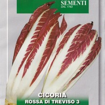 チコリーの種子 100粒 ROSSA DI TREVISO 3 外葉を取り中の芯部分を食用に！ 固定種 リーフ チコリ トレヴィーゾ_画像1