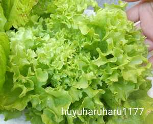  lettuce * зеленый свободный. семена 60 шарик мелкий оборка lettuce месклун как .! leaf lettuce 