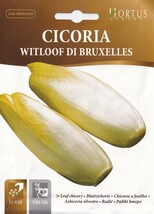 チコリー(クリーム色)の種子 60粒 WITLOOF DI BRUXELLES アンディーブ シャキシャキとしたクリーム色の チコリ 固定種_画像2