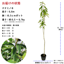 ナナミノキ 0.8m 10.5cmポット 5本 苗_画像2