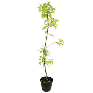 アラカシ 単木 0.8m 15cmポット 苗
