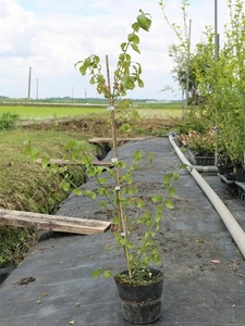  koma yumi0.8m 15cm pot seedling 
