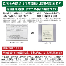 セイヨウフジバカマ 9.0cmポット 15個 苗_画像6