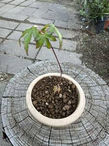  клен бонсай маленький товар shohin bonsai 