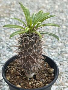 パキポディウム ラメリー　サボテン 多肉植物 Pachypodium 