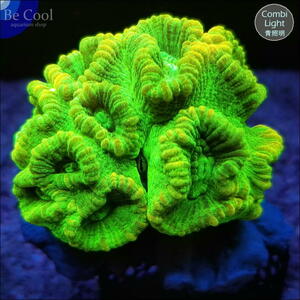 S48ta spring коралл (6cm передний и задний (до и после) )