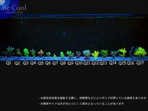 Q１４ドリイシｓｐ（７ｃｍ前後）_画像6