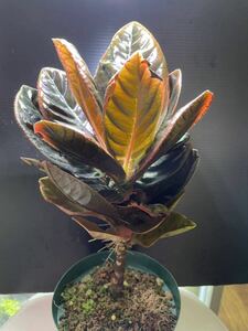 Ardisia sp. Vietnam アルディシア 熱帯植物 観葉植物 パルダリウム ビバリウム アクアリウム