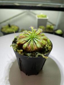 Drosera oblanceolata ドロセラ オブランセオラタ 食虫植物 モウセンゴケ 観葉植物 アクアテラリウム パルダリウム