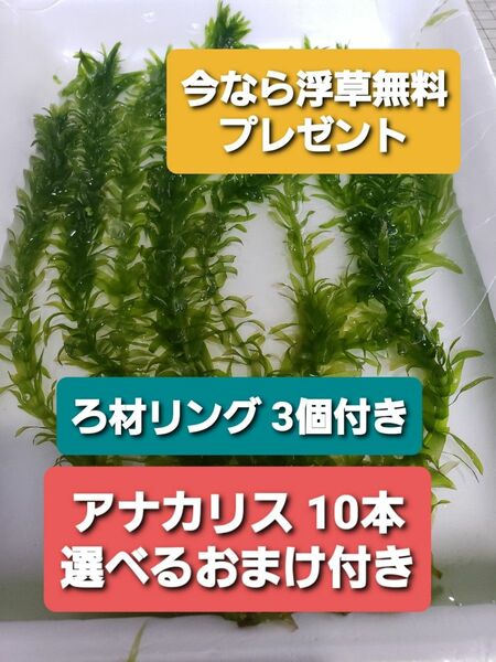 アナカリス10本＋選べるおまけ付き＋ろ材リング3こ 浮草類無料